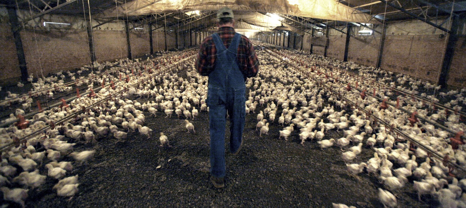 FILE - In this Dec. 2, 2008 file photo, a Pilgrim’s Pride contract chicken farmer walks amid three-week-old chicks at a farm just outside the city limits of Pittsburg, Texas. A group of former chicken farmers from five states, intent on changing the way the nation’s largest poultry processors pay farmers for raising chickens, have filed a lawsuit in federal court in Oklahoma. Seeking class-action status, the farmers, allege that the contract grower industry structure created by Pilgrim’s Pride and other companies pushed them deep into debt. (LM Otero, File/Associated Press)