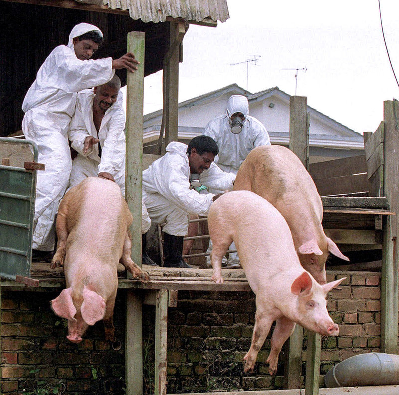  Pig farm workers push live pigs into a large grave in Nipah in 1999. To stop the outbreak, the Malaysian government culled almost 1 million pigs, nearly destroying the country's pork industry. Andy Wong/AP 