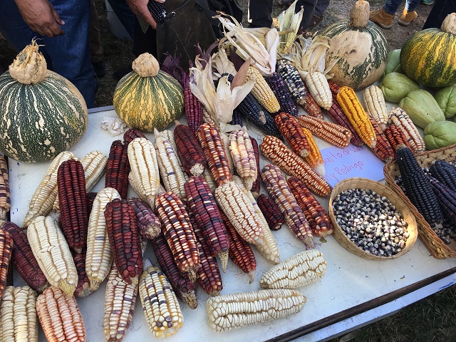 Varietal heirloom corn is displayed at the 14th annual seed exchange along the Río Santiago in México. (Photo: Michael Meurer)