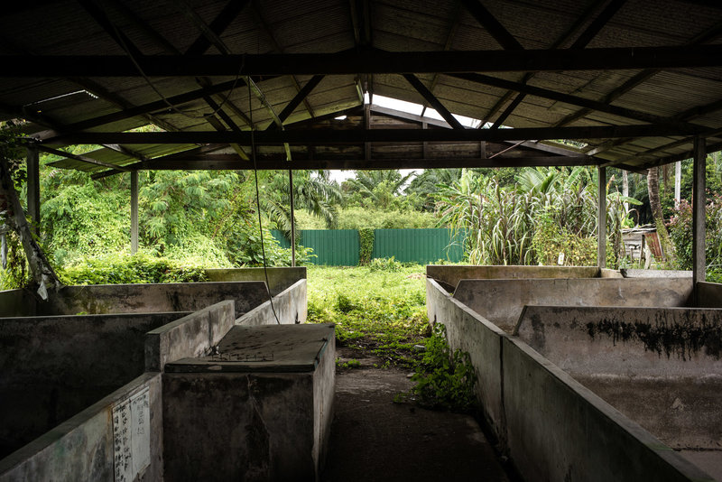  An abandoned pig farm near the center of the Nipah outbreak in the state of Negeri Sembilan. This region was at the center of Malaysia's booming pork industry in the early 1990s and was home to nearly 1 million pigs. All the farms have since been shut down. Sanjit Das for NPR 