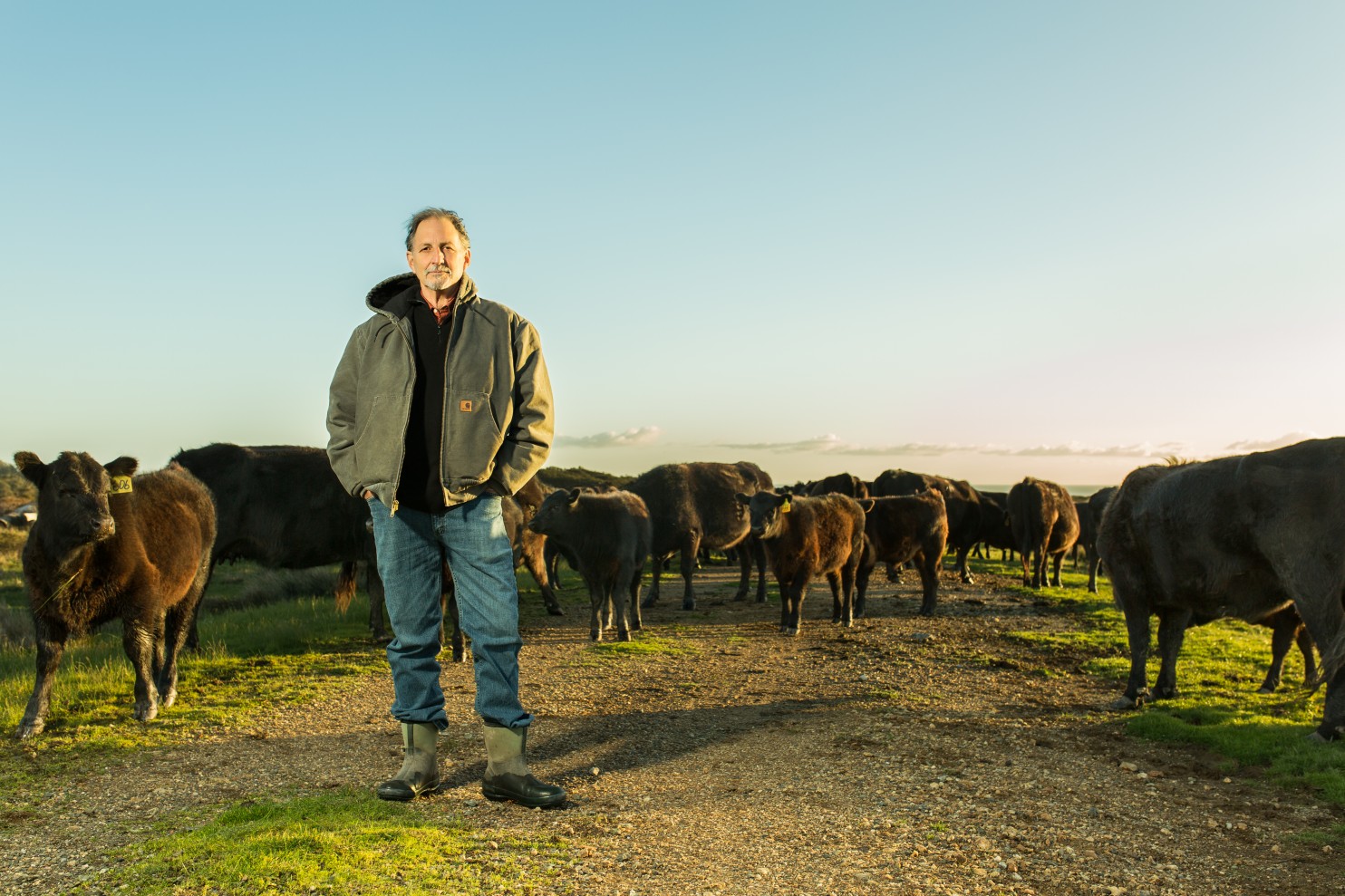 Bill Niman in front of his cattle at Bolinas Ranch. (Roman Cho)