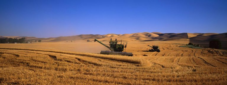 wheat-field-harvesting-768x288