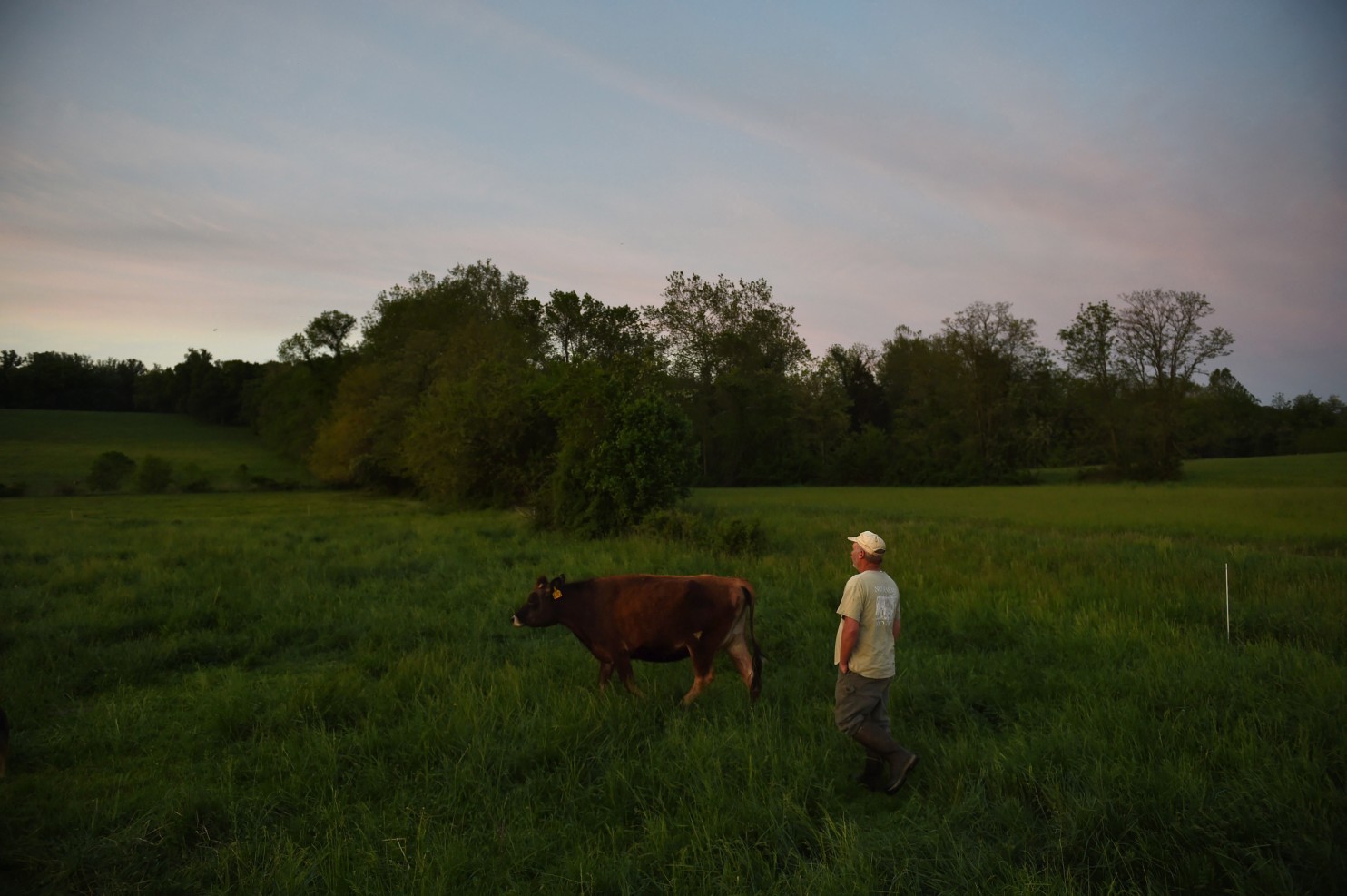 Bobby Prigel rounds up cows in 2015 in Glen Arm, Md. (Matt McClain/The Washington Post)