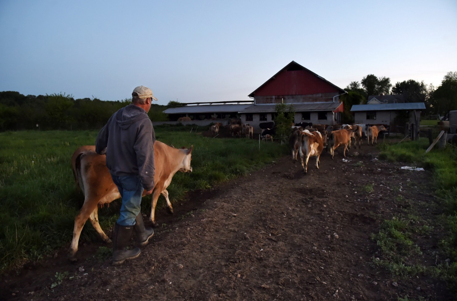 Bobby Prigel, owner of Prigel Family Creamery, leads cows to morning milking in 2015 in Glen Arm, Md. (Matt McClain/The Washington Post)